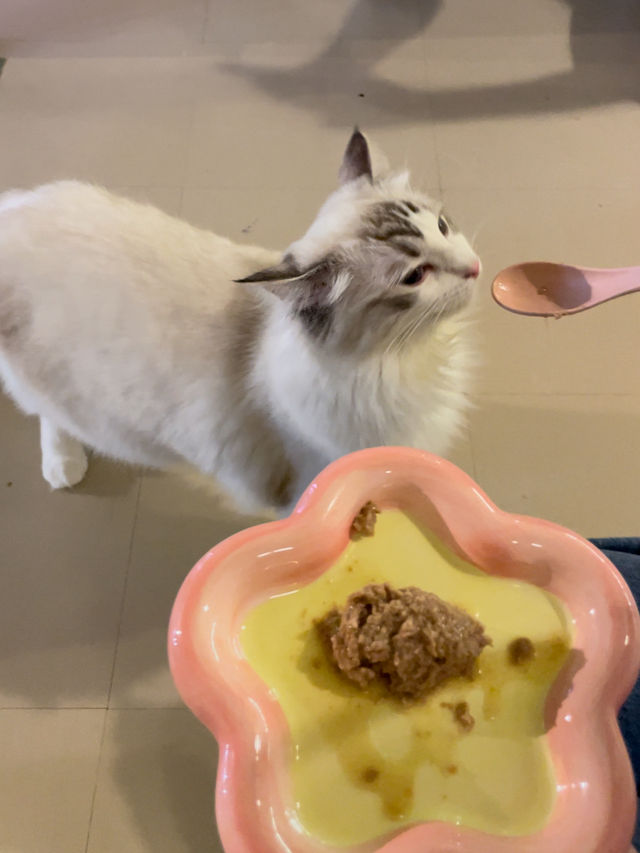 觀塘區～抵玩👍🏻可愛嘅貓貓Cafe🐱🐈