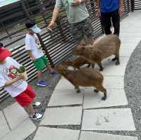 台灣宜蘭。親子農場玩樂