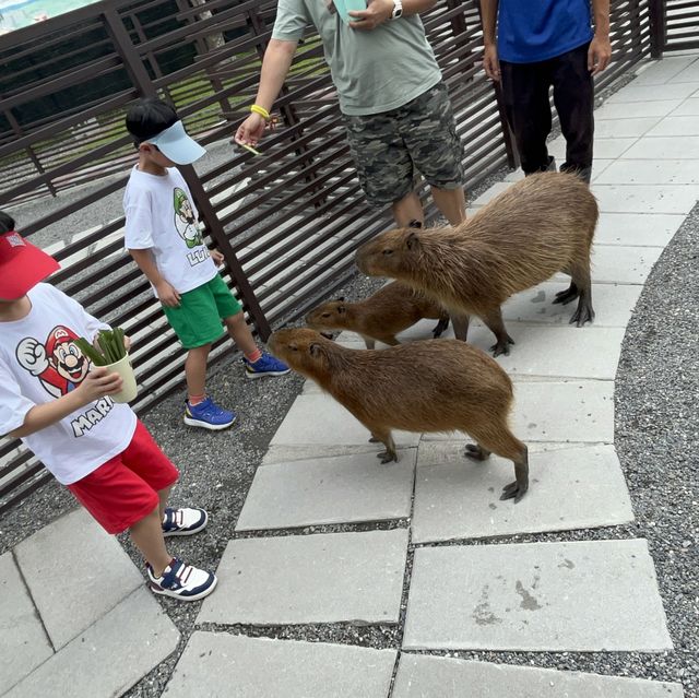 台灣宜蘭。親子農場玩樂