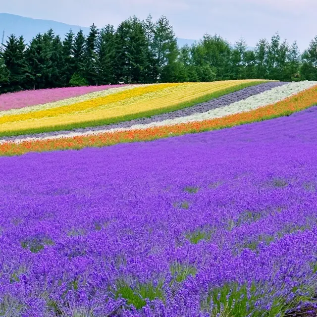 💜보라빛 향기로 가득!! 라벤더 향으로 울려퍼지는, 홋카이도 팜 토미타💜