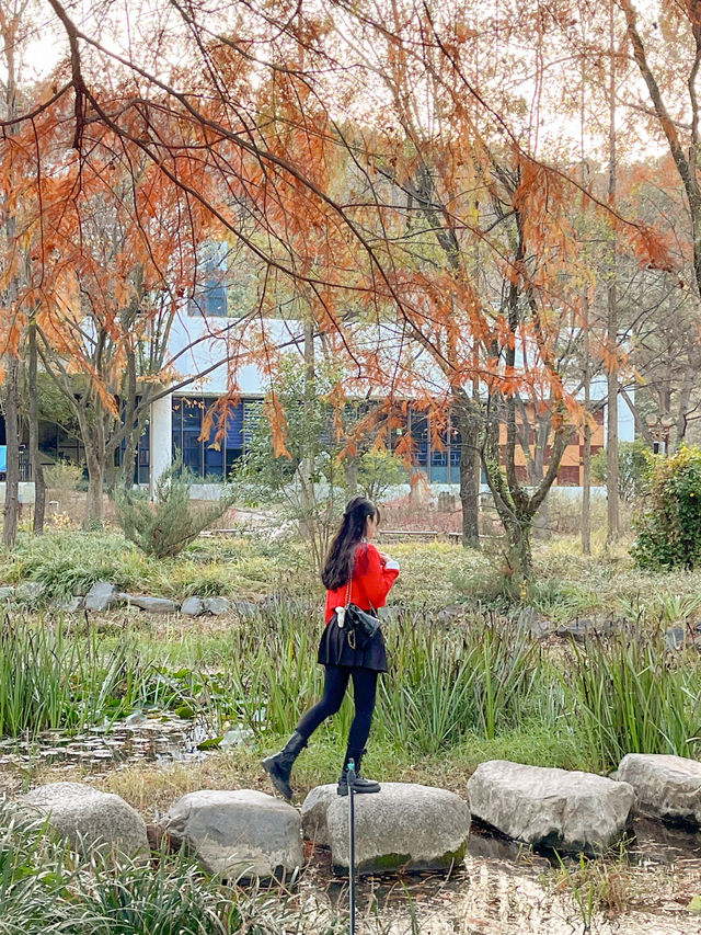 【大邱樹木園】秋の散歩にぴったりな所🍂
