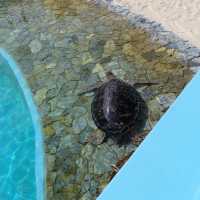 รีวิว - Okinawa Churaumi Aquarium @ญี่ปุ่น 🇯🇵