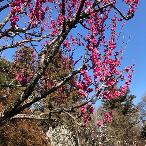 井の頭公園