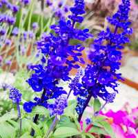 疫情後的花展