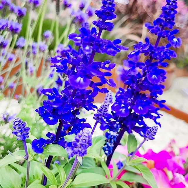 疫情後的花展