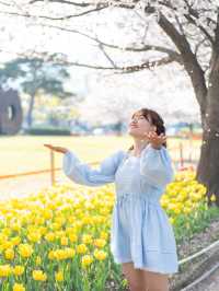 지금 가면 꽃비와 튤립을 만날 수 있는 ‘연지공원’