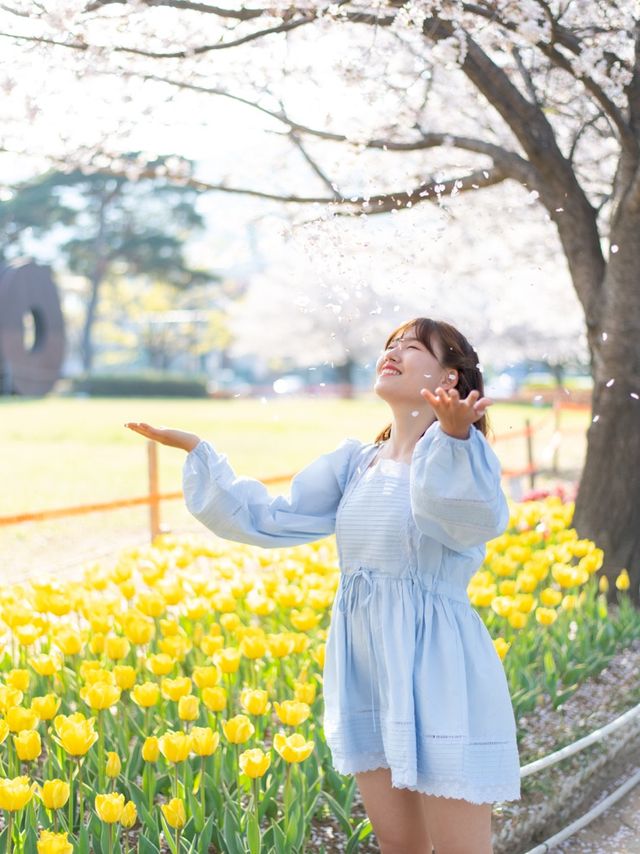 지금 가면 꽃비와 튤립을 만날 수 있는 ‘연지공원’