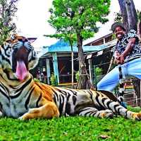 Tiger kingdom phuket Thailand 