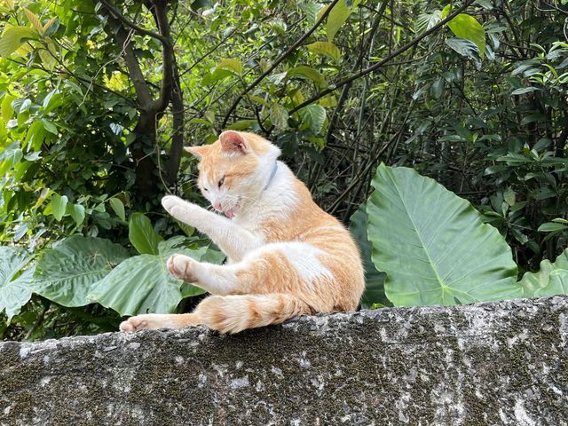 貓咪為主題的觀光景點！