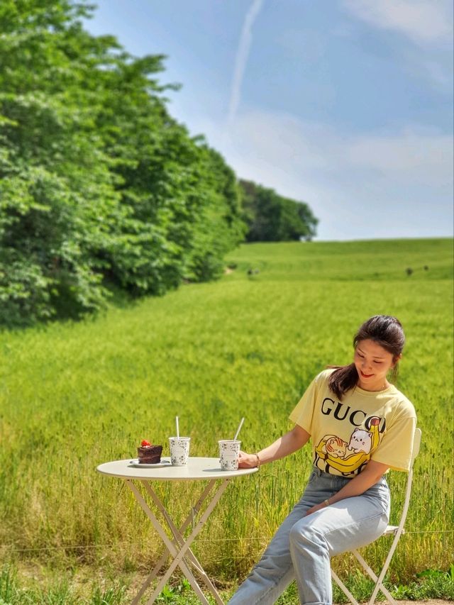청보리밭이 힐링인 5월에 꼭 가야할 당진 카페피어라🌿