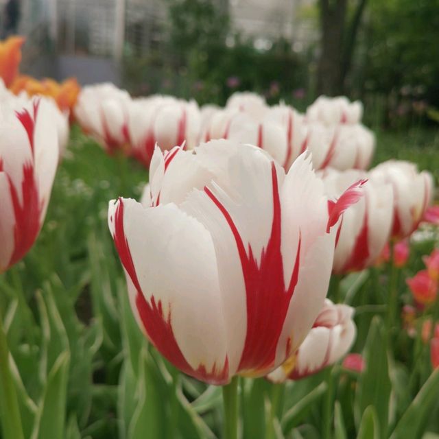 botanica garden lasi romania
