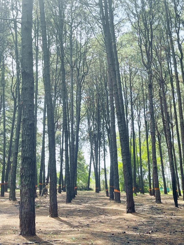 สวนสน...ที่ไม่ใช่ที่สวน