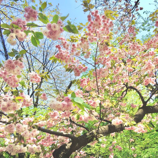 東京賞櫻攻略