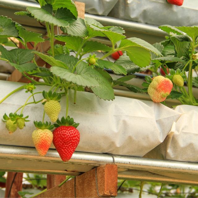 Self Pick Strawberry at Cameron Highland