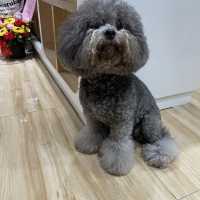 Memo Koice Pet