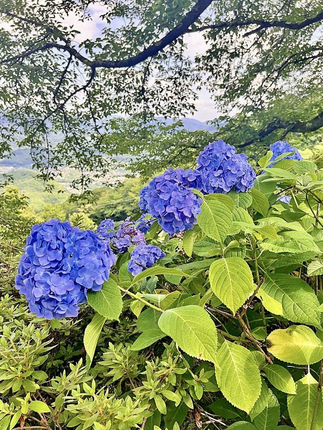 【長瀞強力パワースポット】宝登山神社奥宮