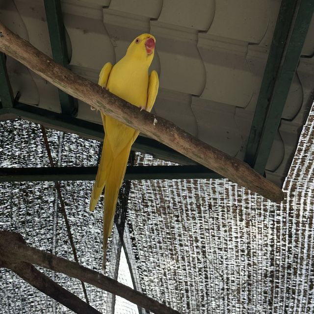 Bird Park in Kuala Lumpur