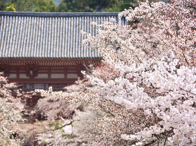 【京都市】桜咲き誇る春の名所🌱