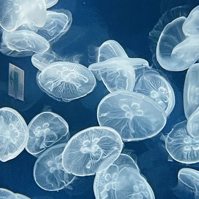 Xpark Aquarium in Taoyuan