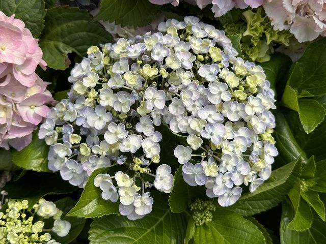 香港賞花 | 維園花展 | 主題花繡球花篇