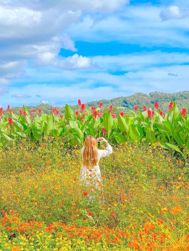 가을의 핫플레이스, 연천 댑싸리 공원💚