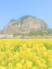 유명한 유채 스팟, 제주 산방산💛 ⠀