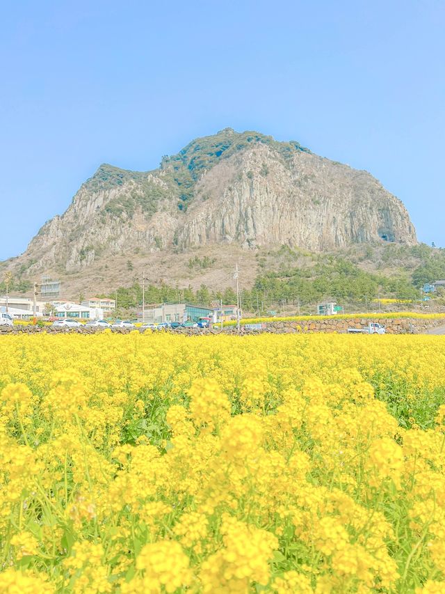 유명한 유채 스팟, 제주 산방산💛 ⠀