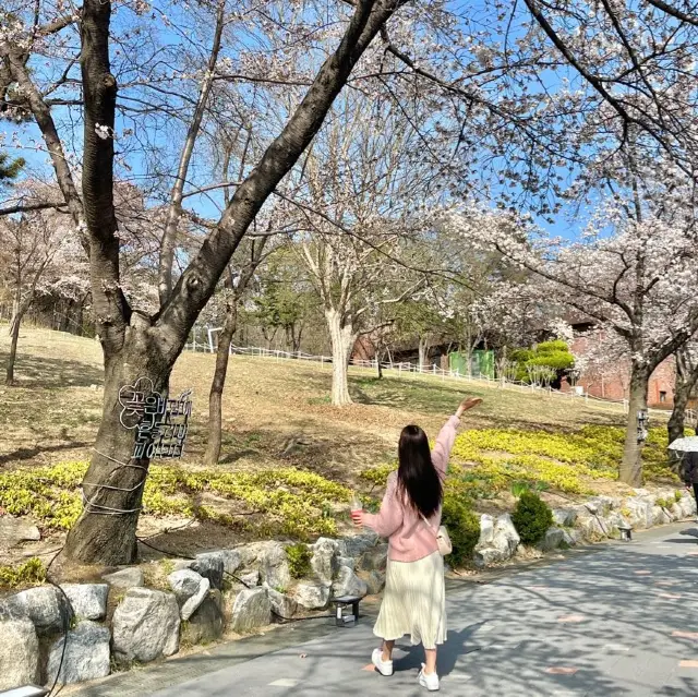 과천 서울랜드에는 벚꽃이 피었어요🌸