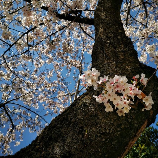 Spring in Asakusa, Tokyo 🌸🌸🌸