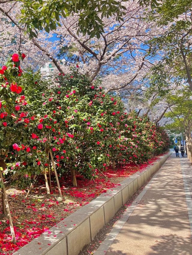 부산의 동백꽃 벚꽃 명소 🌺🌸💖