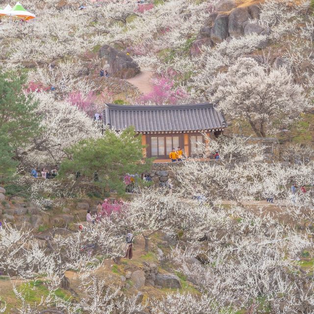 내년 봄의 시작은 광양에서 함께하기 :)