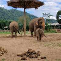 Elephant Nature Park ศูนย์อภิบาลช้าง 🐘