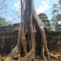 Ancient Temple - TaProhm Temple 