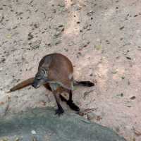 深圳野生動物園🐈‍⬛🐈‍⬛