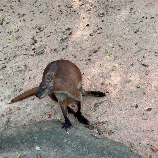 深圳野生動物園🐈‍⬛🐈‍⬛