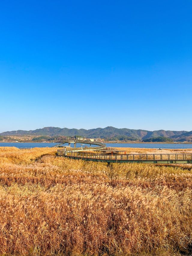 가을이면 무조건 추천하는 신성리 갈대밭