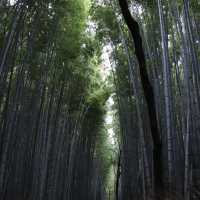 京都的藝術文化與自然