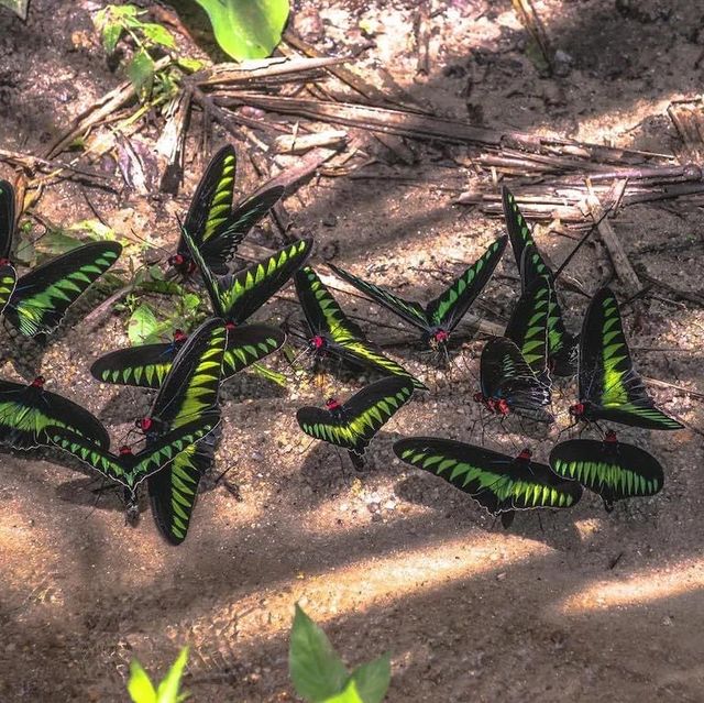 Sementra Nature Resort