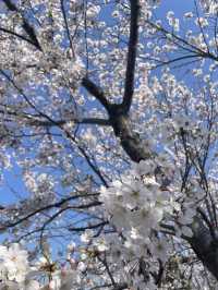 熱海でお花見するならここ！熱海の絶景を一望できる熱海城！