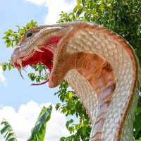 คุ้มคำชะโนด ดินแดนพญานาคและพญายักษ์ อุดรธานี