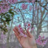 ไปหมู่บ้านสีชมพู ดูซากุระเมืองไทย 🌸