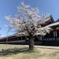 日本奈良鹿 東大寺