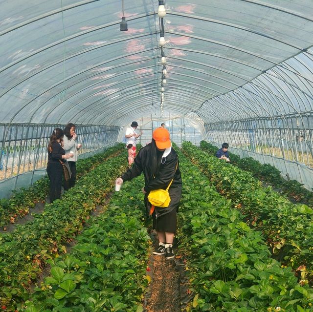 Strawberry Picking 