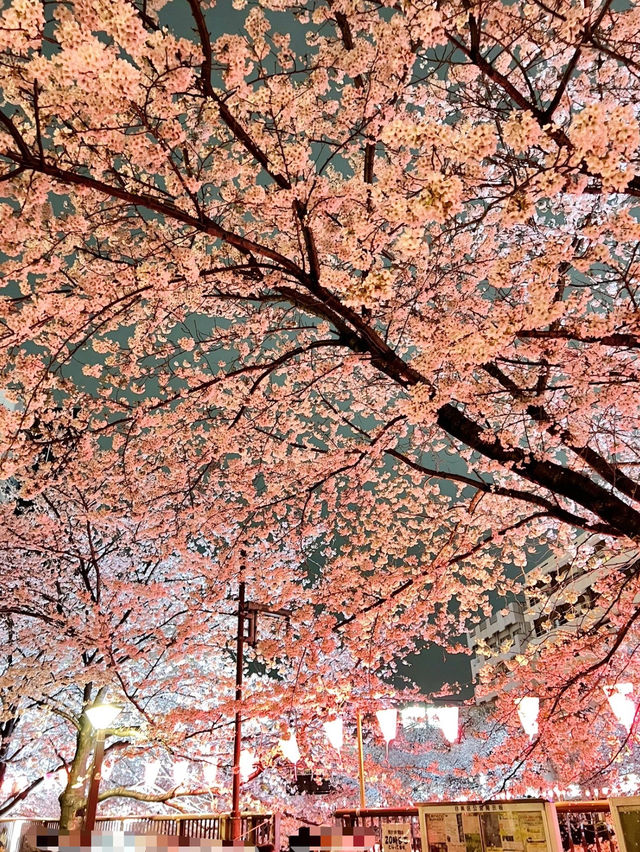 【東京】人気桜スポット🌸目黒川にかかるソメイヨシノトンネル