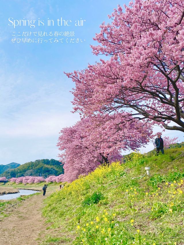 ひとあし先に楽しめる💫桜×菜の花の絶景！🌸