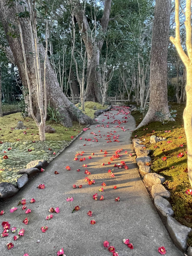 【春色に染められた雲海！☁️】椿山荘の桜雲海が幻想的すぎる🌸✨