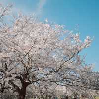 【東京】「昭和記念公園」が春の最強スポットすぎる🌸