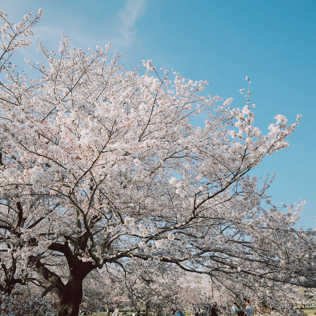 【東京】「昭和記念公園」が春の最強スポットすぎる🌸