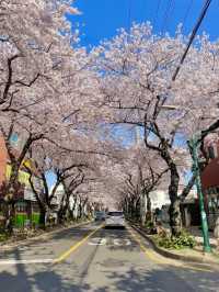 봄이되면 제주에서 가장먼저 가야하는 곳🌸