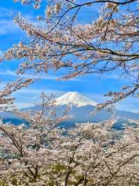 【新倉富士浅間公園/山梨県】ミシュランにも掲載！絶景の桜と富士山